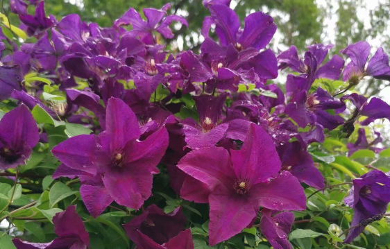 1680259108955598.jpg weixin_MTQ3NDQzOTgz1.jpg